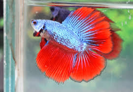 Ia juga ikan air tawar dan terkadang hidup di selokan yang menggenang. Ikan Cupang 8 Jenis Ikan Cupang Beserta Harga Dan Cara Merawatnya Hewan Air Info