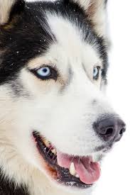 Siberian Husky Black And White Blue Eyes Sled Dog Siberian Husky Breed With Blue Eyes Husky Dog Has Black And White Fur Color Isolated White Background Close Up Siber In 2020 Husky Dogs Husky Husky Breeds