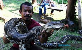 Tweety wysyłane przez tego użytkownika będą widoczne tutaj. Bernama Cik Kiah Ular Sawa Batik Tujuh Meter Yang Jinak