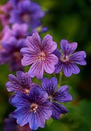 Pin On Flowers And Landscaping