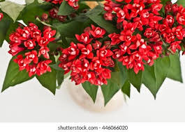 Image result for Bouvardia longiflora
