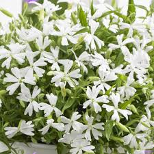 Image result for Silene kiwuensis