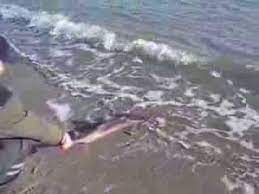 Salvare Rechin Marea Neagra Youtube