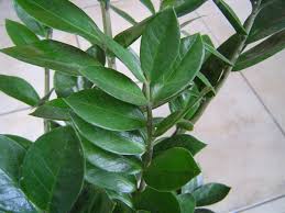 Image result for Zamiokulkas Zamioculcas