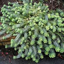 Image result for Euphorbia inaequilatera