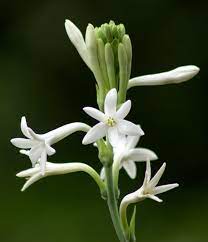 The 12,000 square foot structure of glass and wood in the finest victorian tradition houses 1,700 species of tropical, rare and aquatic plants. The 10 Most Fragrant Flowers To Plant In Your Garden Martha Stewart