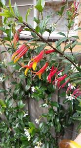 Lobelia Laxiflora