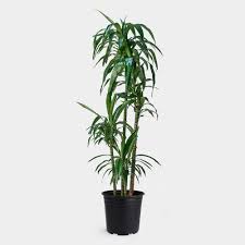 Image result for Dracaena laxissima