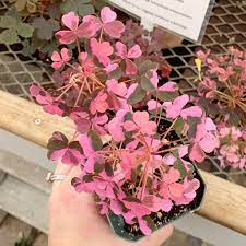 Our stock plants of 'plum crazy' came to us from the late ted kipping, who had this plant sprawling around his great san francisco rock garden. How To Propagate Oxalis Plum Crazy