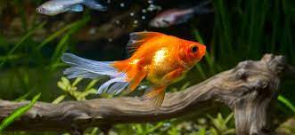 Do goldfish eat tadpoles or small fishes? How Big Do Goldfish Get Growth Rate For Different Types