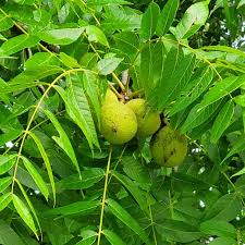 Image result for Juglandaceae