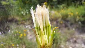 Image result for Pseudopodospermum hispanicum