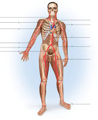 Acp 2 lesson eleven the circulatory system circulatory system. Solved Label The Major Arteries And Veins Indicated In Figures 47 Chegg Com