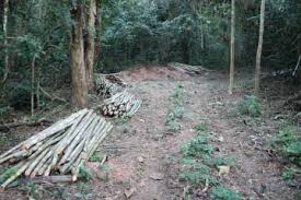 Image result for Secamone delagoensis