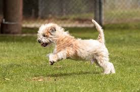 Jack A Poo Dog Breed Health Temperament Training Feeding And Grooming Petguide