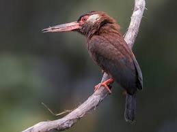 Image result for Leucas calamostachys