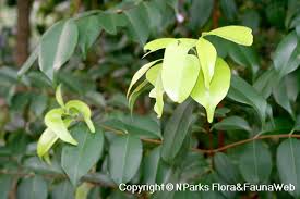 Image result for Syzygium niassense