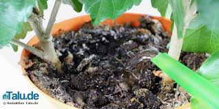 Mit diesen tipps verhindern sie, dass sich die sogenannten trauermücken bei ihnen einnisten und weiter vermehren. Kleine Fliegen In Der Blumenerde Schnell Loswerden Talu De