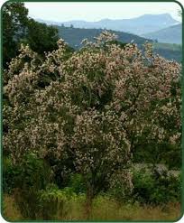 Image result for Dais cotinifolia