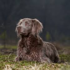 After all, dogs with longer hair simply have more hair to shed. Long Haired Weimaraner Breed Profile Information