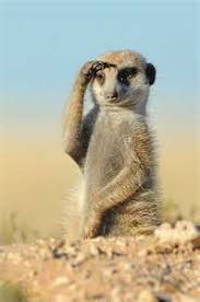 The Colors Of The Kalahari 19 Pics Cute Animals Animals Funny Animals