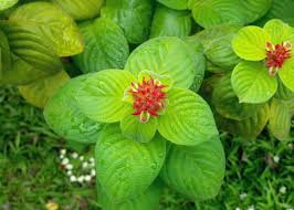 Image result for Mussaenda elegans