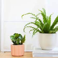 They're easy to care for, purify the air inside your home, and last for quite a while. 12 Best Low Light Plants Low Light Indoor And Outdoor Houseplants