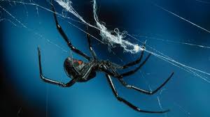 The females hardly ever go in for sexual cannibalism: Bbc Earth Male Black Widows Smell Hungry Cannibal Females