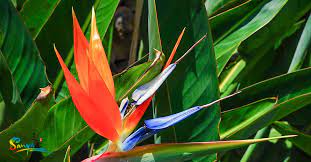 The Bird Of Paradise Flower Meaning Includes Joy And Paradise As It Is The Quintessential Tropical F Birds Of Paradise Flower Flower Meanings Tropical Flowers