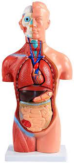 Download a free preview or high quality adobe illustrator ai, eps. Amazon Com Dport Medical Human Organ Anatomical Model Both Male And Female Can Use Asexual Version Of Human Internal Organs Toys Games