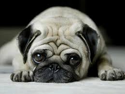 Pug Price In India What does pet health insurance cover and cost? pug price in india