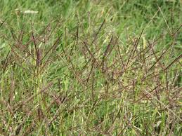 Image result for Digitaria pseudodiagonalis