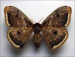 Pin On El Reino Animal