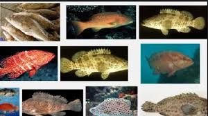Epinephelus fuscoguttatus (family serranidae) commonly known as flower cod grouper in english, and kerapu macan in indonesian, is widely distributed in the western pacific, indian ocean and southeast asia. 5 Jenis Kerapu Air Tawar Air Payau Dan Gambarnya Beserta Ciri Cirinya