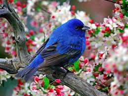 Beautiful cute wallpaper hd flowers. Most Beautiful Flowers Wallpapers For Desktop Wallpaper Cave