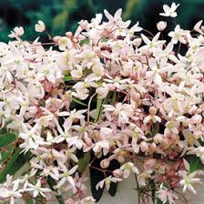 Group 2 clematis pruning video. Clematis Pruning Group 1 Wayside Gardens