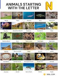 100+ Animals That Start With N: List With Pictures & Amazing Facts • 7ESL