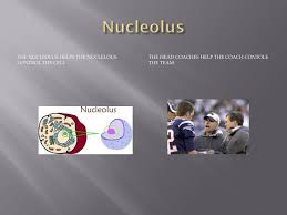 Maybe you would like to learn more about one of these? Ppt Cell Organelle Analogy To A Football Team Powerpoint Presentation Id 2804649