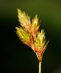 Image result for Scoparia