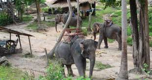 Elephant Trekking The Major Attraction For Many Tourists In Koh Phangan Is The Herd Of Wild Asian Elephants That Live In The El Koh Phangan Phangan Elefanten