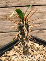 Image result for Euphorbia didiereoides