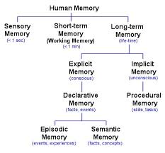 types of memory different brain memories facts jobs