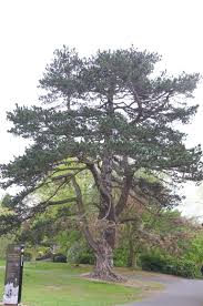 Image result for Pinus nigra