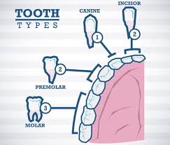 This allows your body to drain more of the fluid away from the extraction site. How To Sleep After Wisdom Teeth Removal Basic Info Tips