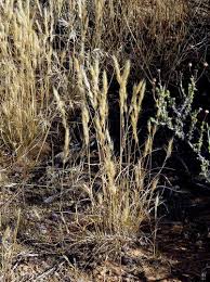 Image result for Aristida congesta