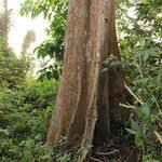 Image result for Shirakiopsis