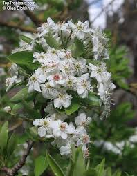 Image result for Pycreus pauper