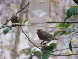 I've been trying to figh… 7 Diy Recycled Bird Feeders Earth911