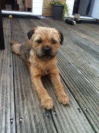 Border Terrier Koos Cuty Border Terrier Pet Dogs Puppies Terrier Dogs