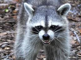 Find help from our directory of therapists. Polk County Gets 1st Case Of Rabies In 2021 Deputies Lakeland Fl Patch